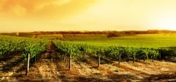 Napa the beautiful