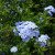 The original Plumbago photo (before editing). I like the color. The original Plumbago photo (before editing). I like the color.