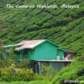 My Cameron Highlands Highlights