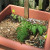 I have three pots this year. Last year, everything was grown in pots and I "did battle" with blossom end rot. These pots were planted on April 14th. There is a "Better Boy" in the upper left of the pot. I have three pots this year. Last year, everything was grown in pots and I "did battle" with blossom end rot. These pots were planted on April 14th. There is a "Better Boy" in the upper left of the pot.