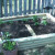 My husband built this raised bed for me in one day. I planted on April 14th. Three tomato plants are from the left to the right in the back row next to the fence. Continuing the back row are pepper plants. There is another tomato plant in the front My husband built this raised bed for me in one day. I planted on April 14th. Three tomato plants are from the left to the right in the back row next to the fence. Continuing the back row are pepper plants. There is another tomato plant in the front
