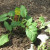 One of the heirloom tomato plants is shown here. Those are "wave" petunias that you see flowering in the lower right corner. These plants have only been in the ground for one day. One of the heirloom tomato plants is shown here. Those are "wave" petunias that you see flowering in the lower right corner. These plants have only been in the ground for one day.