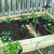 The piece of timber in the front middle of my raised bed was placed there to provide a level spot to put a sprinkler. I can also stand on it to reach the back of the bed if I need to. The piece of timber in the front middle of my raised bed was placed there to provide a level spot to put a sprinkler. I can also stand on it to reach the back of the bed if I need to.