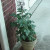 The patio tomato plant is really showing progress! The patio tomato plant is really showing progress!
