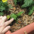 It looks like the branch rooted. Remember, I accidentally broke off a stem of the patio tomato? It looks like the branch rooted. Remember, I accidentally broke off a stem of the patio tomato?