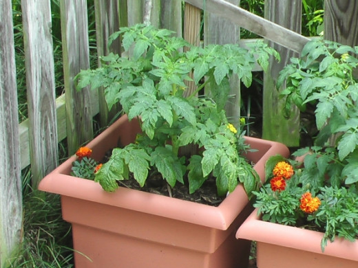 My Small Vegetable Garden