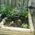 I had a small support in my stash that I put between the pepper plants. It might be too small. We were expecting some bad weather, so I just went ahead and used this trellis to give the plants some support. So far it is working fine. I have LOTS of b I had a small support in my stash that I put between the pepper plants. It might be too small. We were expecting some bad weather, so I just went ahead and used this trellis to give the plants some support. So far it is working fine. I have LOTS of b