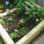 The wave petunia bit the dirt (died) so I put a globe basil plant in its spot. The wave petunia bit the dirt (died) so I put a globe basil plant in its spot.