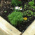 Close up of the globe basil. Close up of the globe basil.
