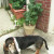 Howie the Wonder Basset! He Loves tomatoes! Honest! Howie the Wonder Basset! He Loves tomatoes! Honest!