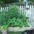 Howie the wonder dog is jealous of the attention I have been giving the garden. Or maybe he is waiting for a tomato to drop off one of the plants. Howie the wonder dog is jealous of the attention I have been giving the garden. Or maybe he is waiting for a tomato to drop off one of the plants.