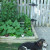 Yep, he wants a tomato. Yesterday I picked a ripe one off the patio tomato and put it on the wood siding for the bed. Howie found it right next to where he is lying today. Yep, he wants a tomato. Yesterday I picked a ripe one off the patio tomato and put it on the wood siding for the bed. Howie found it right next to where he is lying today.