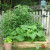 I am needing to back up to get the tallest tomato plants in the photo. I am needing to back up to get the tallest tomato plants in the photo.