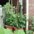 One plant grew at least a foot this week. See it on the extreme left. One plant grew at least a foot this week. See it on the extreme left.