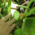 A patty pan squash developed this past week. I could eat it now as a baby, but it is the only one I have - so I will let it grow to maybe the size of my hand. The skin gets tougher as it grows, so pick a patty pan when it is youngish. A patty pan squash developed this past week. I could eat it now as a baby, but it is the only one I have - so I will let it grow to maybe the size of my hand. The skin gets tougher as it grows, so pick a patty pan when it is youngish.