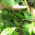 I these poblano peppers grew just this week! I these poblano peppers grew just this week!
