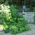 My son took care of the watering of the plants. He also harvested about 20 tomatoes while we were out of town. My son took care of the watering of the plants. He also harvested about 20 tomatoes while we were out of town.