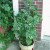 The patio tomato plant is spectacular! The patio tomato plant is spectacular!