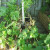 My third pot did not do well. My husband moved it to make it easier for Todd to water it. The move almost did the squash plants in. I moved it back to its original spot and trimmed the dead leaves. My third pot did not do well. My husband moved it to make it easier for Todd to water it. The move almost did the squash plants in. I moved it back to its original spot and trimmed the dead leaves.
