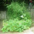 The squash is growing over the driveway. And I thought they were supposed to be a bush! The squash is growing over the driveway. And I thought they were supposed to be a bush!