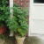 The cherry tomato plant. The cherry tomato plant.