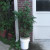 The patio tomato plant was one of the best producing plants. It was put into a bucket because Howie (my basset hound) knocked it over and broke the original clay pot. I held the broken pot together and put it in the bucket. I did not want to transpla The patio tomato plant was one of the best producing plants. It was put into a bucket because Howie (my basset hound) knocked it over and broke the original clay pot. I held the broken pot together and put it in the bucket. I did not want to transpla
