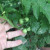 As you can see, the patio tomato survived the Howie attack and is still producing. As you can see, the patio tomato survived the Howie attack and is still producing.