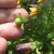 A seed pod -- viola A seed pod -- viola