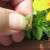Tiny seeds will land on the dirt and grow more plants. Tiny seeds will land on the dirt and grow more plants.