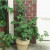 June 12th. Notice how the tomato has grown past the support. I need to tie up the side vines. June 12th. Notice how the tomato has grown past the support. I need to tie up the side vines.