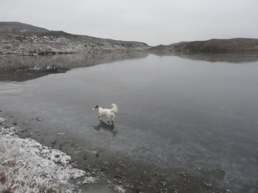 Black Loch, White Dog  Copyright Adam Ward and licensed for reuse under this Creative Commons Licence.
